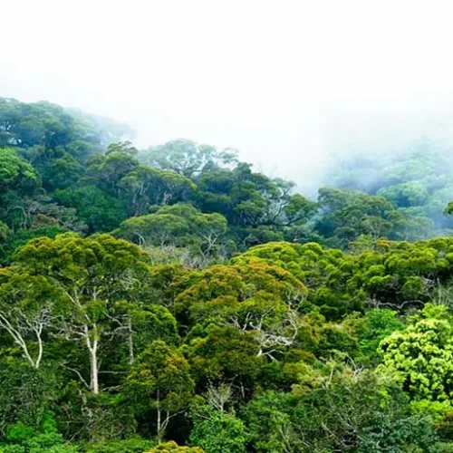 Sinharaja-Forest-Reserve-World-Heritage-Rainforest